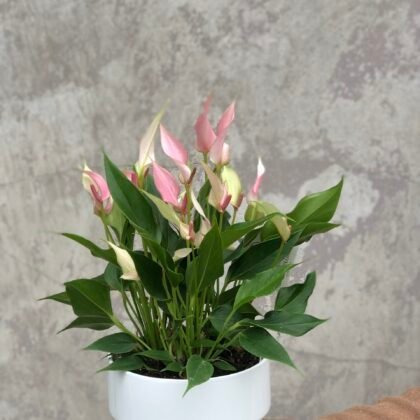 Anturium Lilli pink