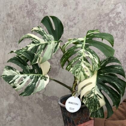 Monstera Deliciosa Variegata