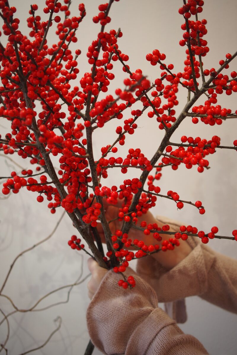 Ilex