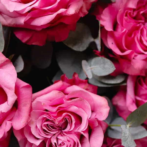 Bukiet piwoniowych róż Country Blues