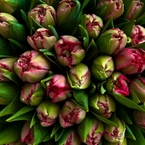 Tulipany piwoniowe