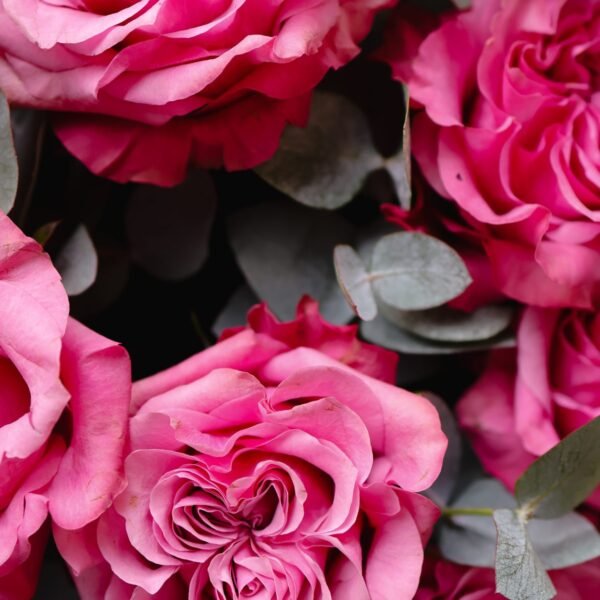 A bouquet of pink peony roses, ‘Country Blues’ — Pink Velvet Roses | Adel de Flores